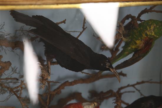 A Victorian taxidermic group of exotic birds, width 24.5in. height 29in.